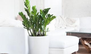 Cây kim tiền ai cũng biết phát tài phát lộc nhưng đừng đặt linh tinh: Đặt vị trí này mới chuẩn