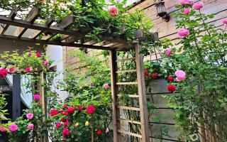 9X trồng vườn hoa hồng rực rỡ tặng vợ, làm nơi gắn kết gia đình