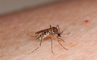 Thông tin mới nhất về 2 trường hợp tử vong do sốt xuất huyết tại Hà Nội